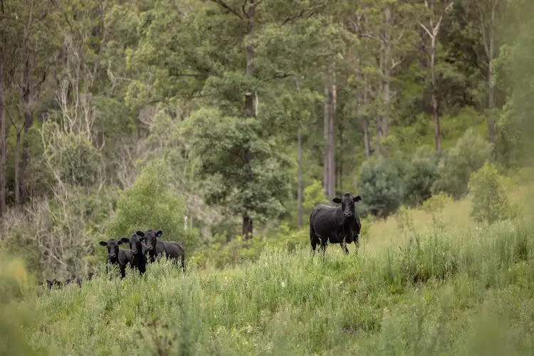 Sixth view of Homely rural property listing, 141 Khatambuhl Creek Road, Mount George NSW 2424