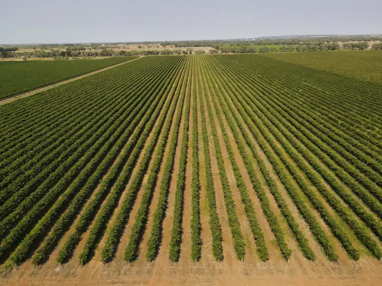 Third view of Homely rural property listing, Farm 2588 Frank Stephens Road, Bilbul NSW 2680