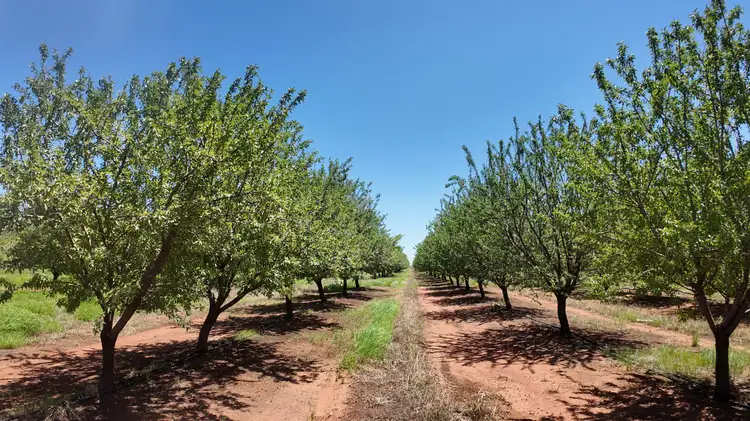 Sixth view of Homely rural property listing, Farm 1628 Blackgate Road, Myall Park NSW 2681