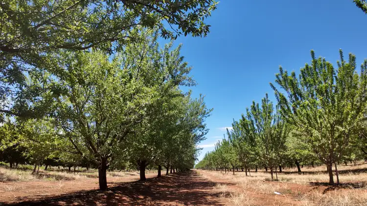 Seventh view of Homely rural property listing, Farm 1628 Blackgate Road, Myall Park NSW 2681