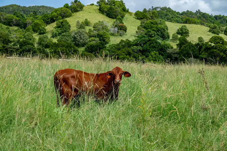 Fourth view of Homely rural property listing, 393 Sister Tree Creek Road, Kin Kin QLD 4571