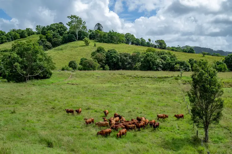 Fifth view of Homely rural property listing, 393 Sister Tree Creek Road, Kin Kin QLD 4571