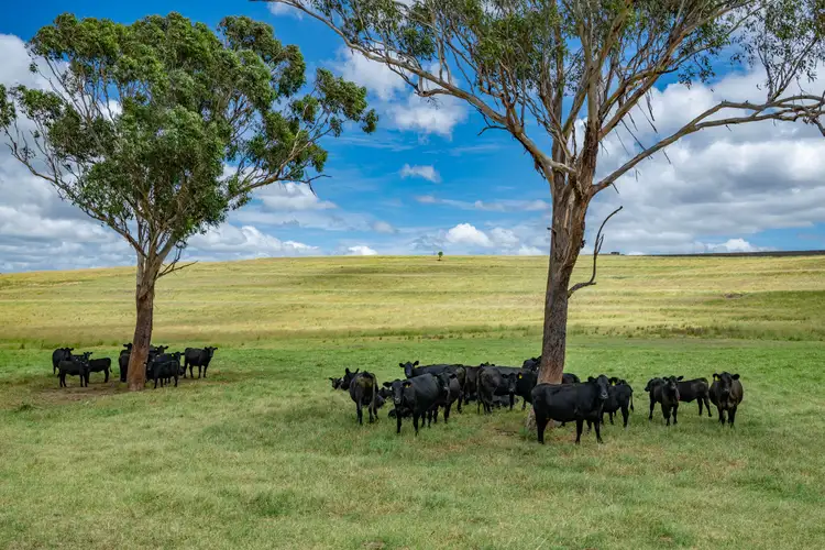Second view of Homely rural property listing, 1753 Yangan Killarney Road, Killarney QLD 4373
