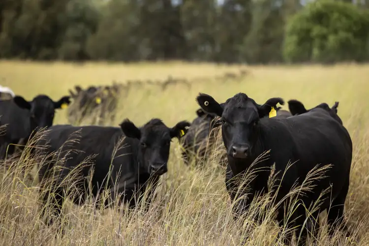 "Minnel" 1625 Minnel Road