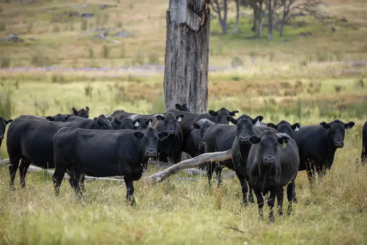 Fourth view of Homely rural property listing, 1548 Gwydir River Road, Camerons Creek NSW 2359