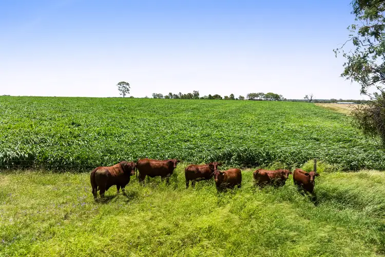 Seventh view of Homely rural property listing, 2266 Toowoomba - Cecil Plains Road, Biddeston QLD 4401