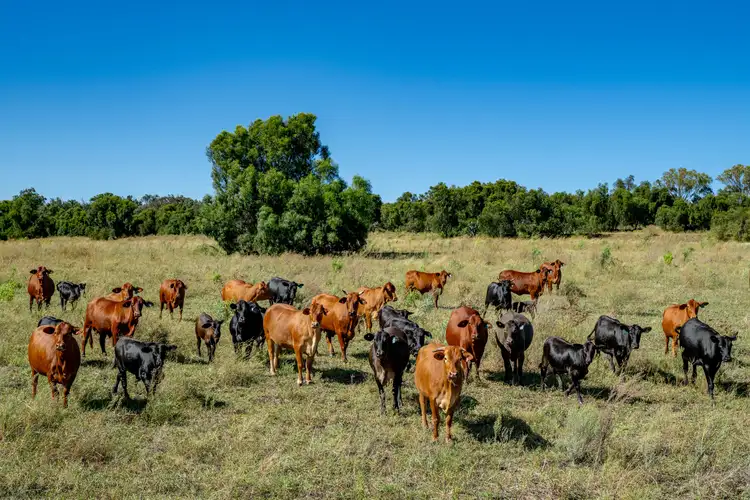 Sixth view of Homely rural property listing, "Quibet" 279 Quibet Road, Yarranlea QLD 4356