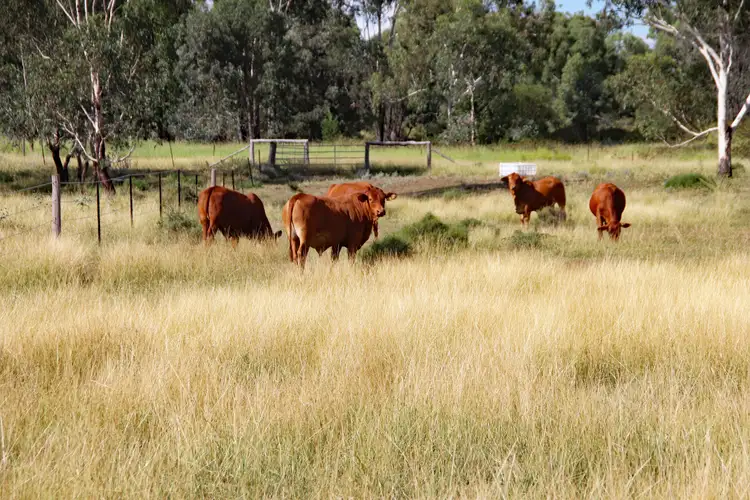 782 Floods Road, Dululu QLD 4702