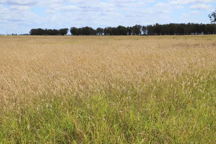 Main view of Homely rural property listing, 13724 Mitchell - St George Road, St George QLD 4487