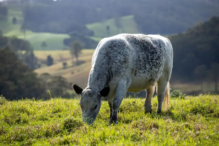 Fifth view of Homely rural property listing, 1100 Coramba Road, Megan NSW 2453