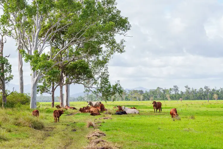 Seventh view of Homely rural property listing, 100 Serpentine Road, Lake Mary QLD 4703
