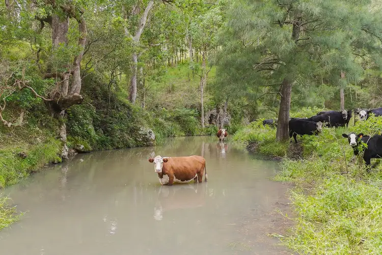 Second view of Homely rural property listing, 117 Bullen Bullen Road, Gloucester NSW 2422