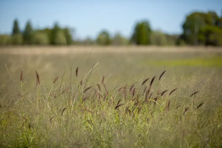 Fourth view of Homely rural property listing, 2102 Wyaga Road, Goondiwindi QLD 4390