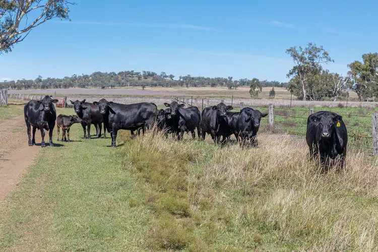 "Camden" 334 Kelvinhaugh-Yalangur Road, Yalangur QLD 4352