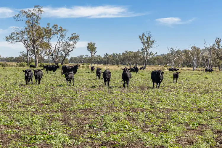 Fifth view of Homely rural property listing, "Camden" 334 Kelvinhaugh-Yalangur Road, Yalangur QLD 4352