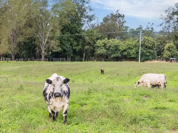 Fourth view of Homely rural property listing, 1301 Chichester Dam Road, Bandon Grove, Via, Dungog NSW 2420