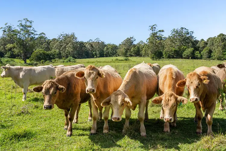 Fifth view of Homely rural property listing, 555 National Park Road, Ravensbourne QLD 4352