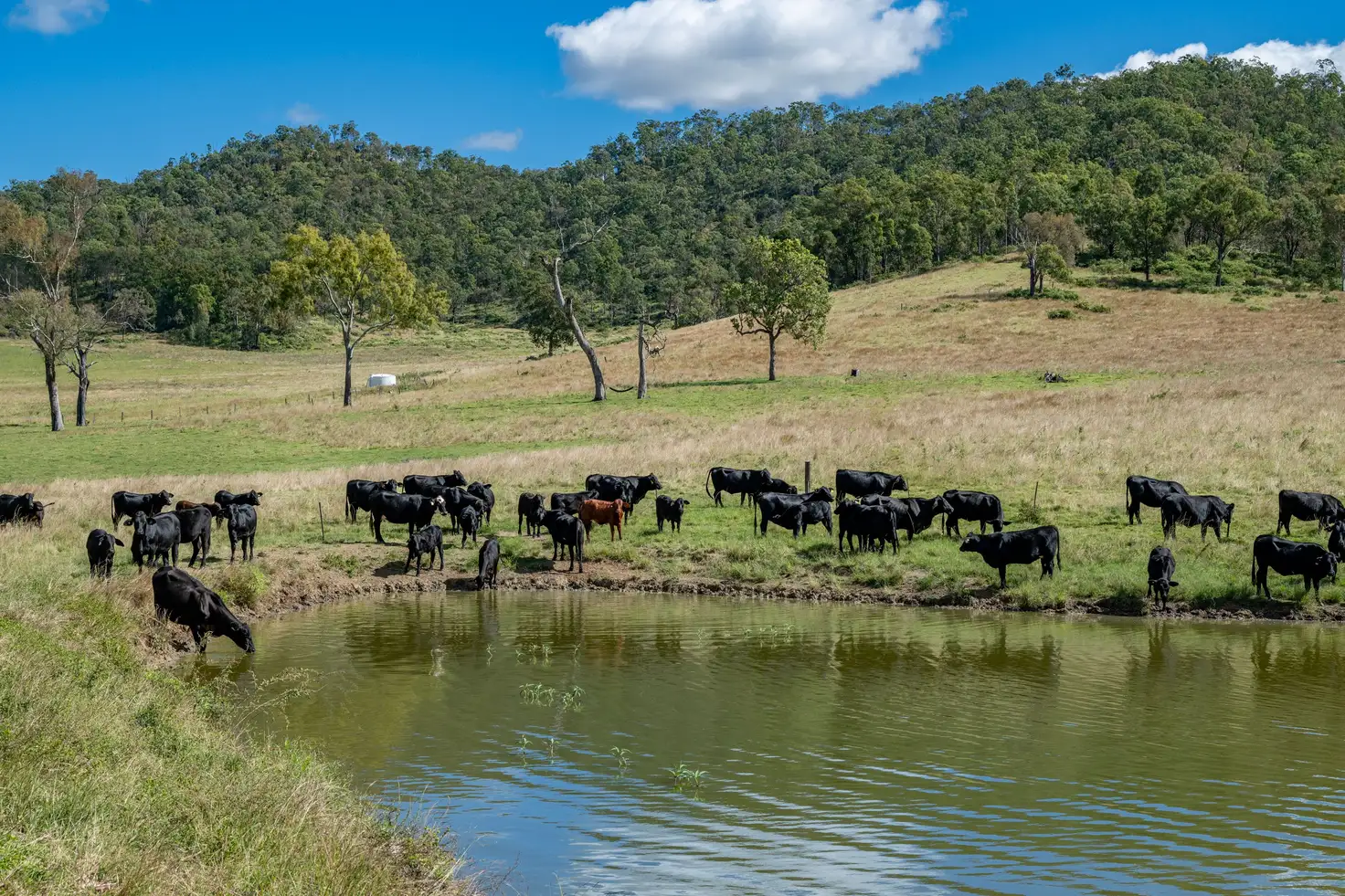Main view of Homely rural property listing, 1942-1958 Esk Crows Nest Road, Biarra QLD 4313