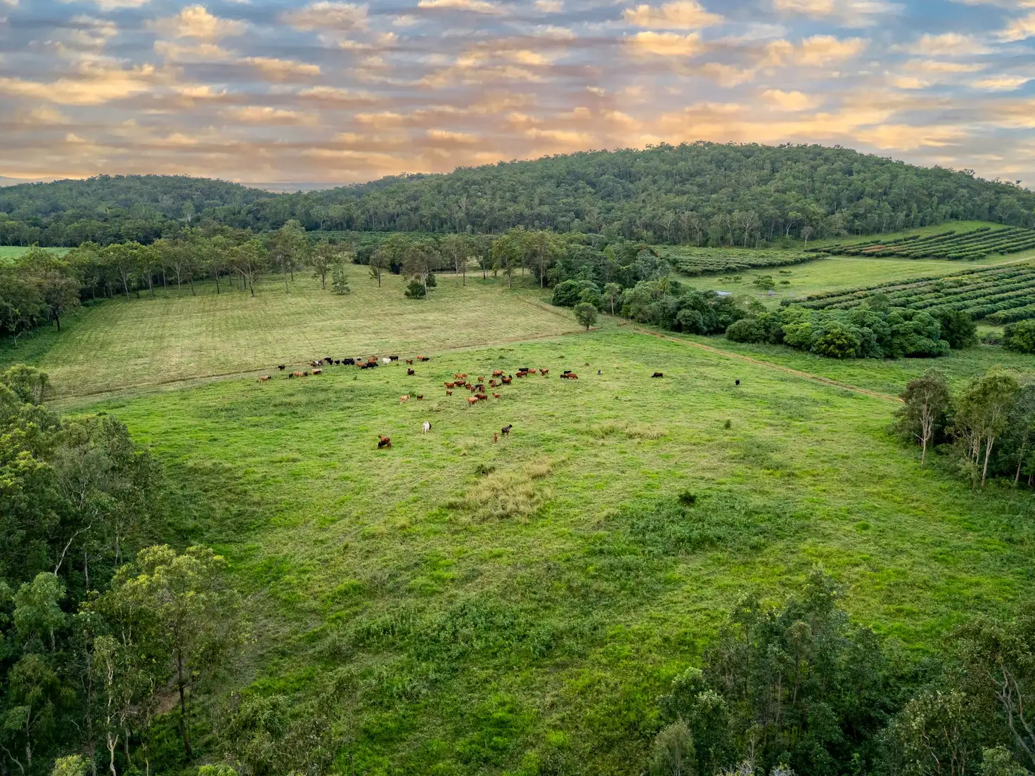 Main view of Homely rural property listing, 24 Petersen Road, Koumala QLD 4738