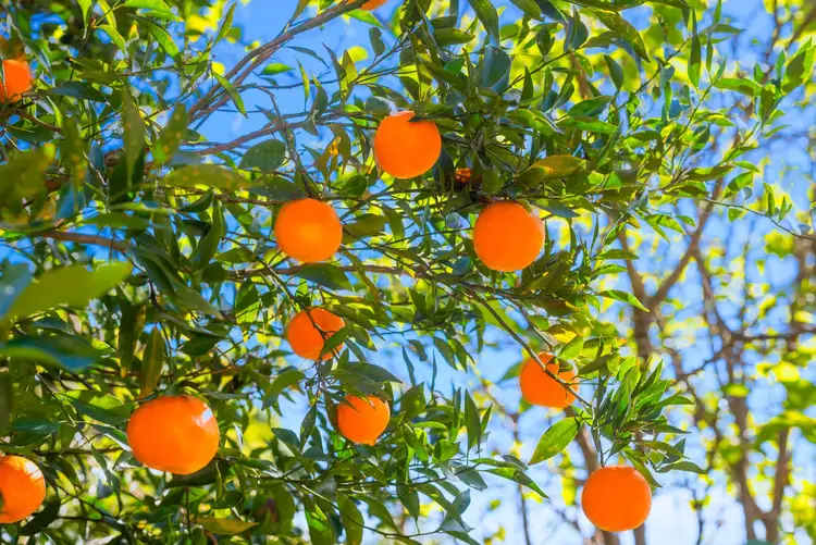 Sixth view of Homely house listing, 2 Creek Way, Currumbin Valley QLD 4223