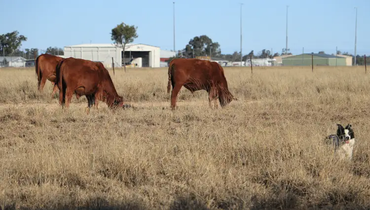 Fourth view of Homely rural property listing, 47 EUTHULLA Road, Roma QLD 4455