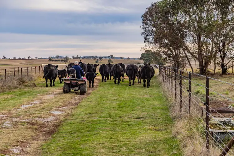 Fourth view of Homely rural property listing, "Riverview" 456 Ballyryan Road, Boorowa NSW 2586