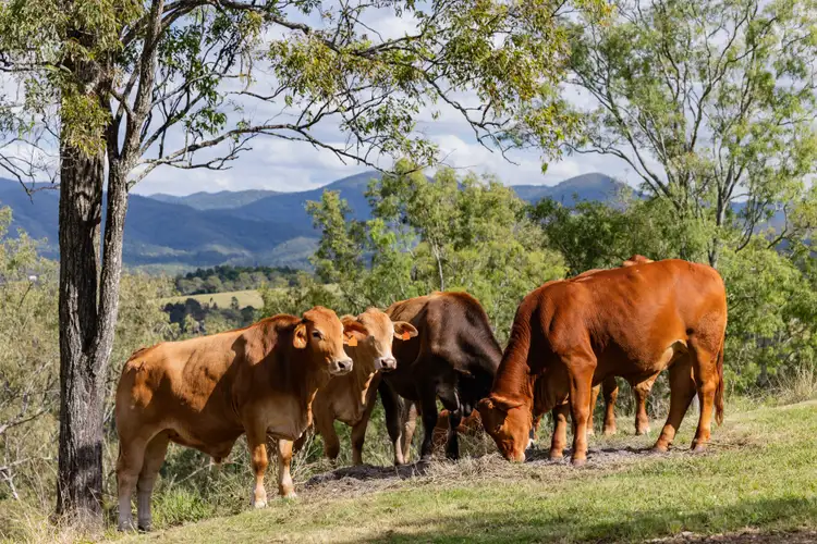 Address available on request