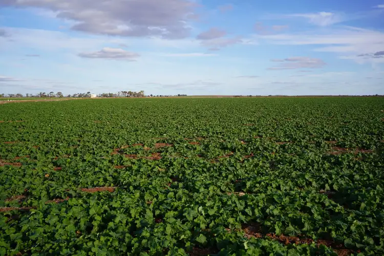 Sixth view of Homely rural property listing, _ Tutchewop Hill, Kelly Ash, Kelly's, Berkshire & Hawkings, Lake Boga VIC 3584