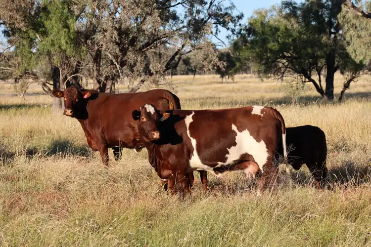 Fourth view of Homely rural property listing, 3654 Emmet Road, Blackall QLD 4472