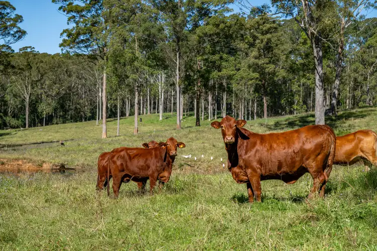 265 Storrs Road, Peachester QLD 4519