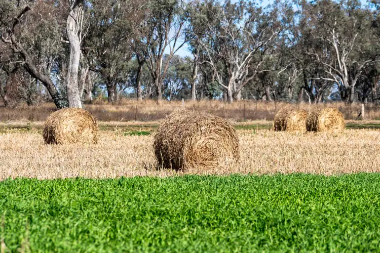 Fourth view of Homely rural property listing, 3095 Toowoomba Cecil Plains Road, Linthorpe QLD 4356