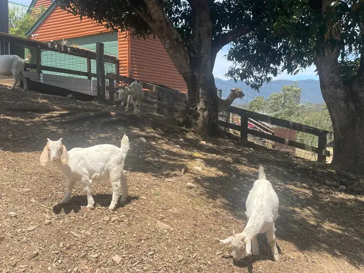 52 Ray Booker Court, Kobble Creek QLD 4520