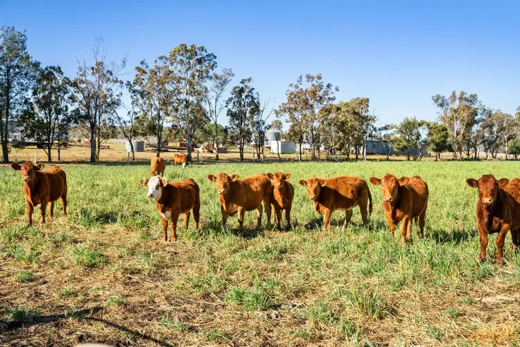 Sixth view of Homely rural property listing, "Karinya" 586 Moran Road, Linthorpe QLD 4356