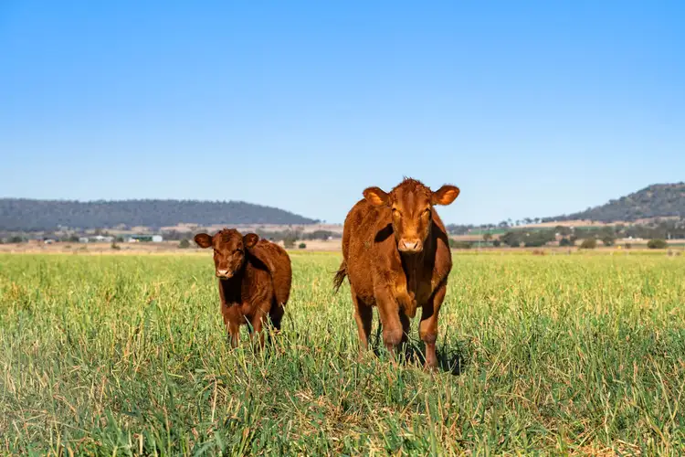 Seventh view of Homely rural property listing, "Karinya" 586 Moran Road, Linthorpe QLD 4356