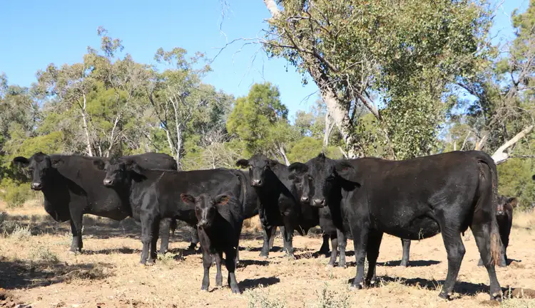 Main view of Homely rural property listing, 1100 Rocky Rd Sommariva Via, Morven QLD 4468