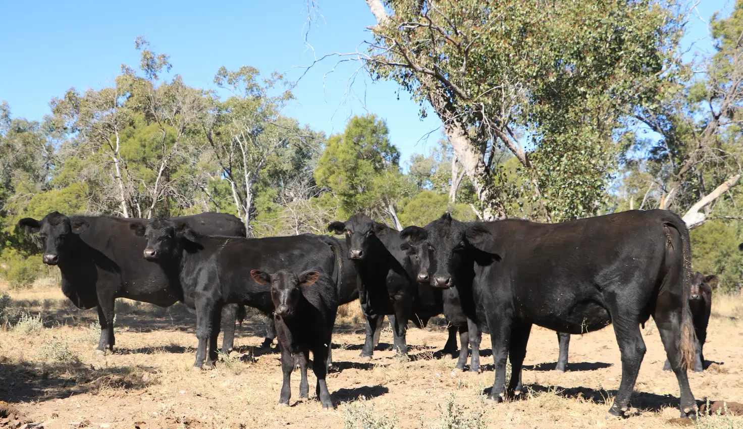 Main view of Homely rural property listing, 1100 Rocky Rd Sommariva Via, Morven QLD 4468