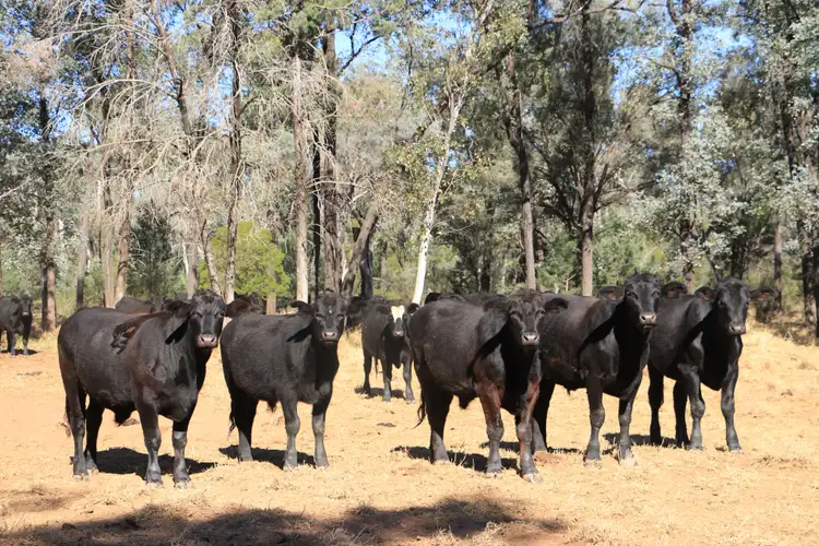 Fourth view of Homely rural property listing, 1100 Rocky Rd Sommariva Via, Morven QLD 4468