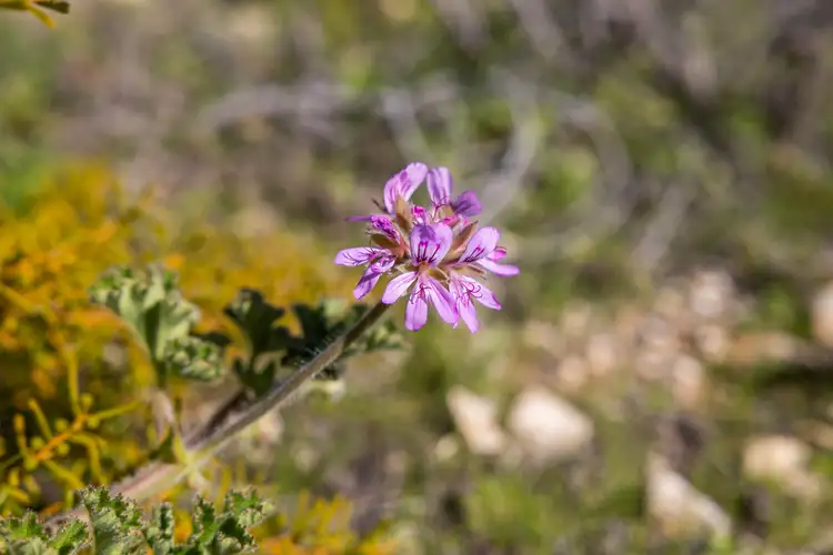 Fourth view of Homely land listing, Lot 193 Jurien Bay Vista, Jurien Bay WA 6516