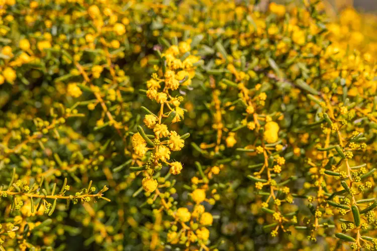 Fifth view of Homely land listing, Lot 193 Jurien Bay Vista, Jurien Bay WA 6516