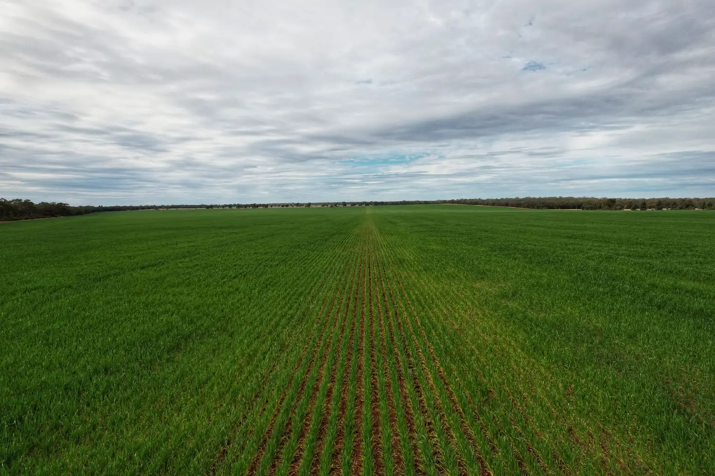 Main view of Homely rural property listing, 4719 Tabratong Crossing Road, Tottenham NSW 2873