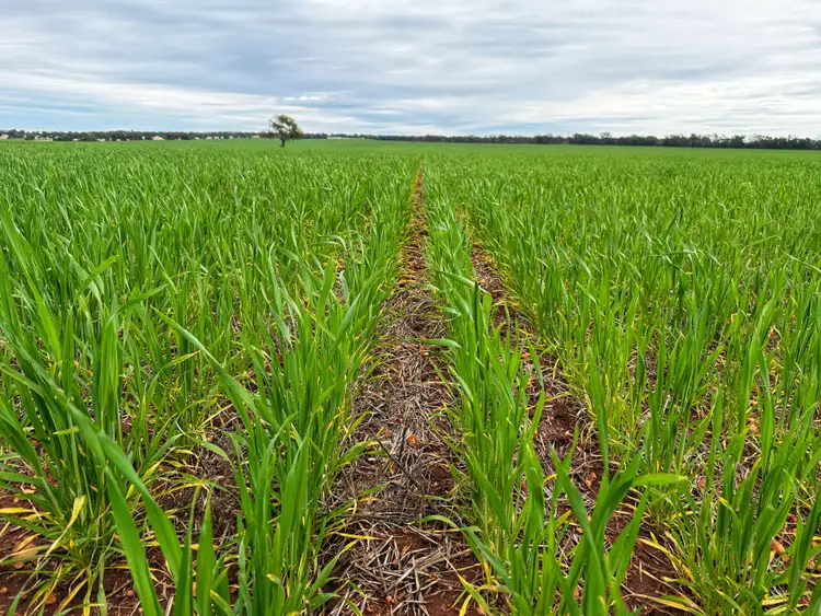 Third view of Homely rural property listing, 4719 Tabratong Crossing Road, Tottenham NSW 2873