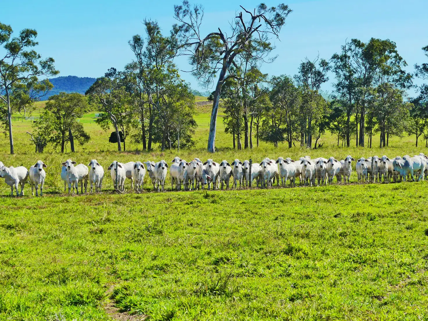 Main view of Homely rural property listing, 84 Austin Road, Victoria Plains QLD 4751
