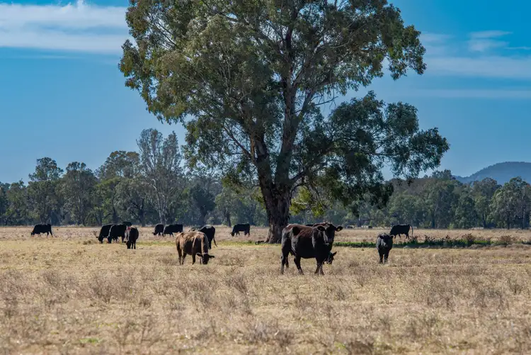 Second view of Homely rural property listing, 5759 Purlewaugh Road, Tambar Springs NSW 2381