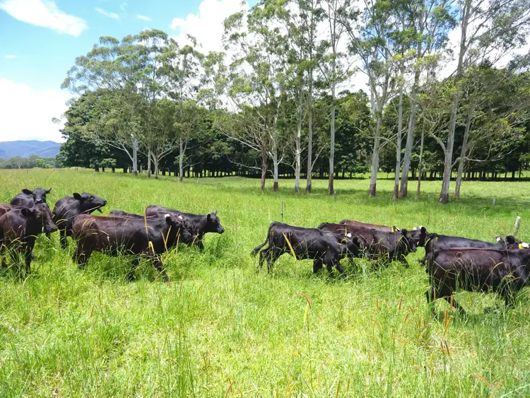 Fourth view of Homely rural property listing, 8622 Kennedy Highway, Atherton QLD 4883
