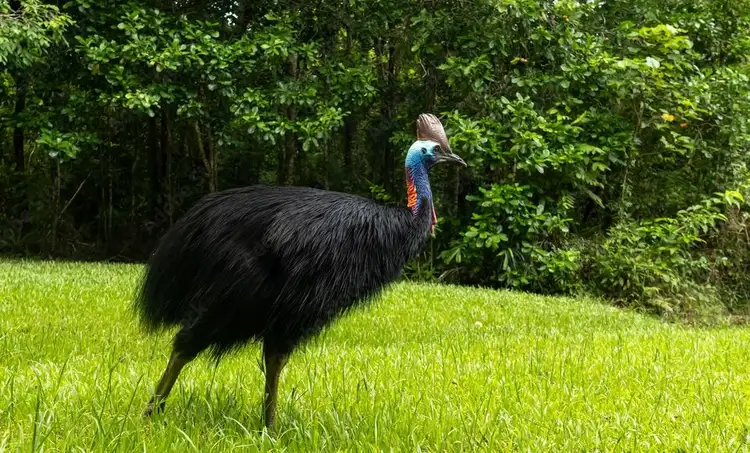 Sixth view of Homely land listing, 50 Koda Street, Wongaling Beach QLD 4852