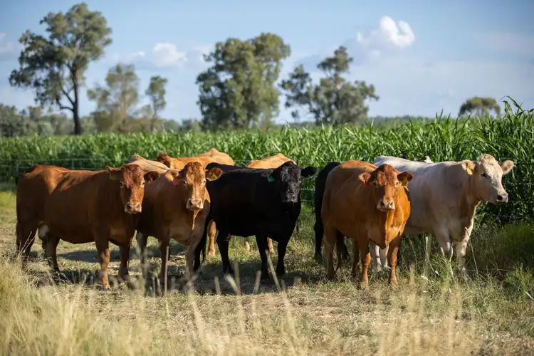 'Swinton' 661 Haywood Road, Delungra NSW 2403