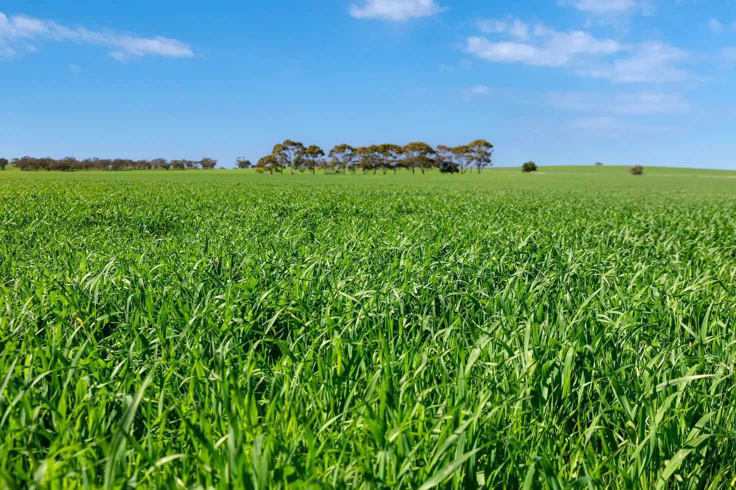 Main view of Homely rural property listing, 'Mitchell's' Slape Road, Riverton SA 5412