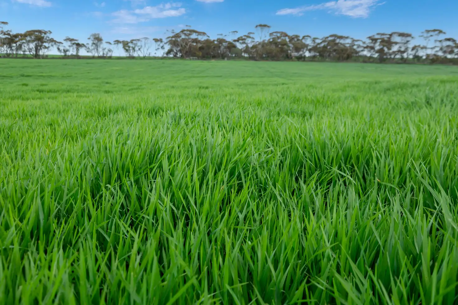 Main view of Homely rural property listing, 'Philby's' Garfield Road, Port Broughton SA 5522