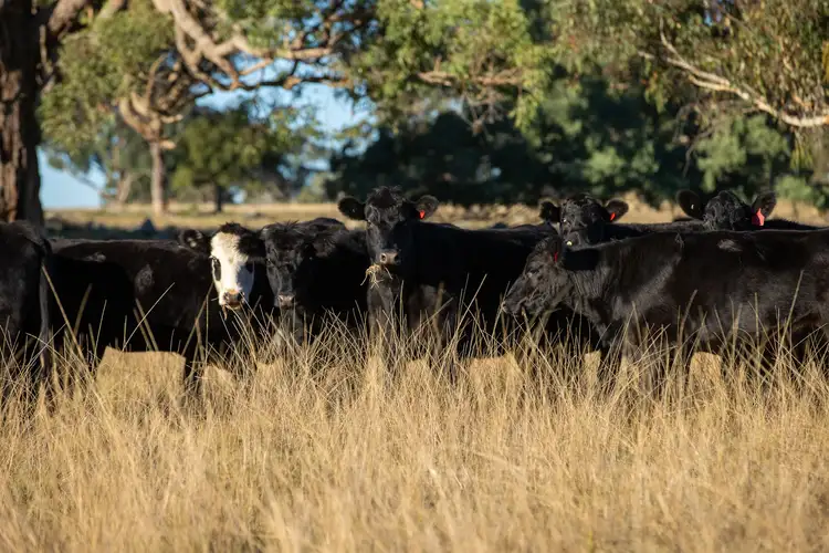 Fourth view of Homely rural property listing, 3158 Baldersleigh Road, Guyra NSW 2365