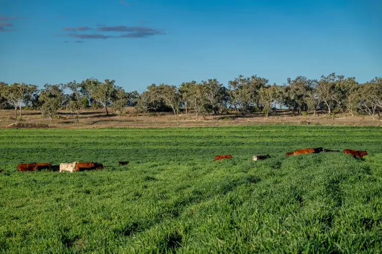 Fourth view of Homely rural property listing, 127 Flemings Road, Jondaryan QLD 4403